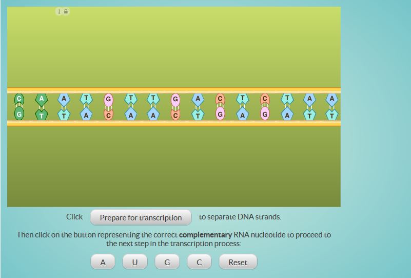 Explorando a Transcrio do DNA